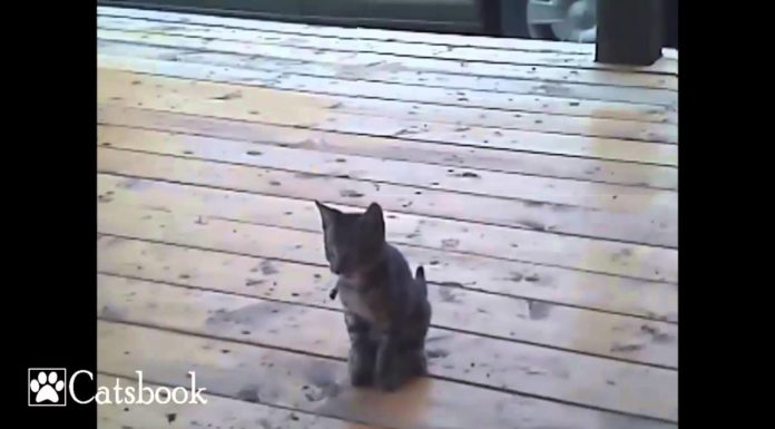 Gattino “fumatore” Gattino fumatore