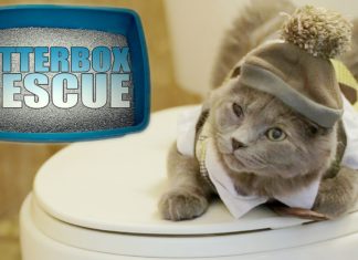 Lettiere da incubo