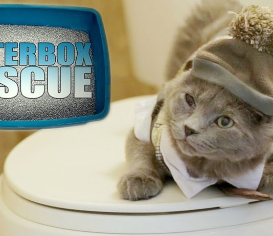 Lettiere da incubo: parodia gattosa di Gordon Ramsey Lettiere da incubo