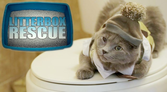 Lettiere da incubo: parodia gattosa di Gordon Ramsey Lettiere da incubo