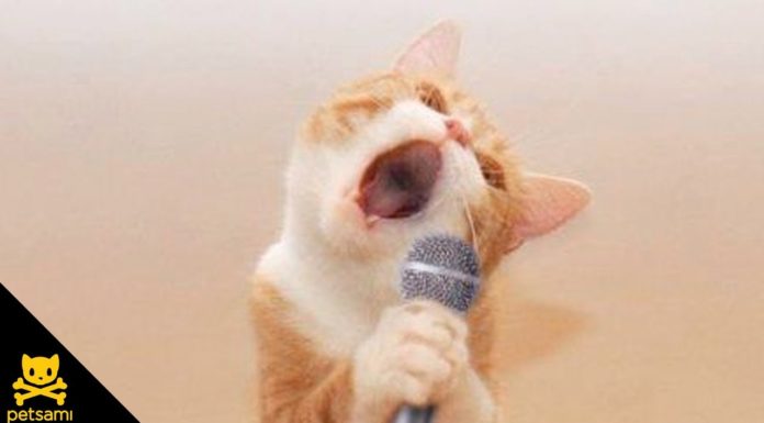 Un gatto che ama il Rock’n roll