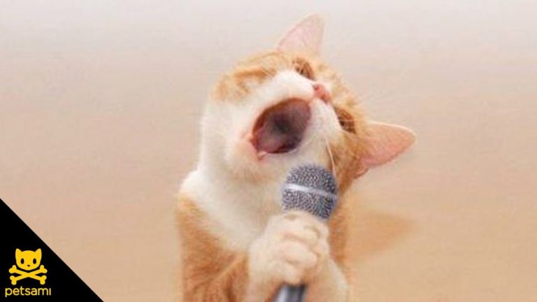 Un gatto che ama il Rock’n roll