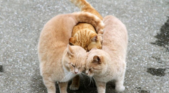 10 buoni motivi per avere un gatto in casa