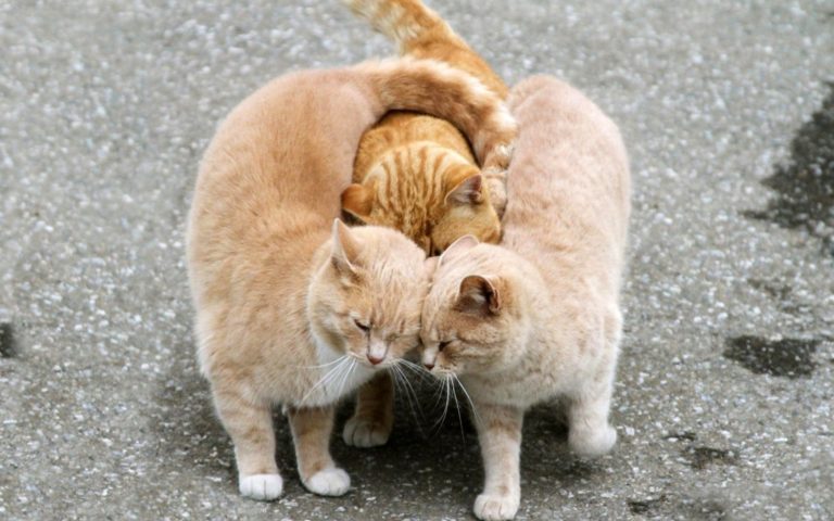 10 buoni motivi per avere un gatto in casa