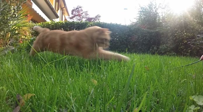 La pazienza di un gatto prima dell’attacco