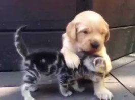 Gattino e cagnolino si coccolano