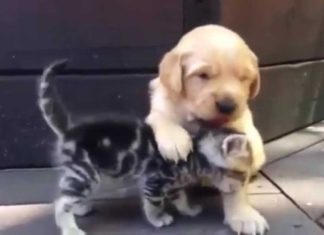 Gattino e cagnolino si coccolano