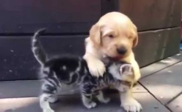 Gattino e cagnolino si coccolano Gattino e cagnolino si coccolano