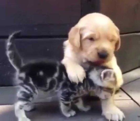 Gattino e cagnolino si coccolano