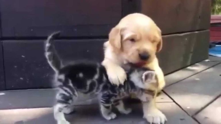 Gattino e cagnolino si coccolano