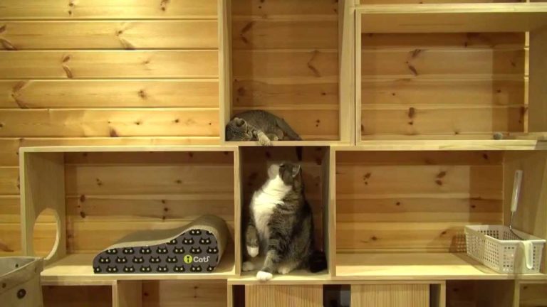 Maru e Hana giocano insieme