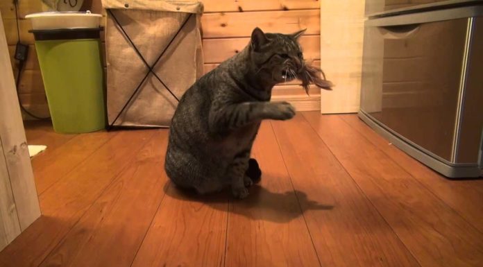 Hana e il campanellino