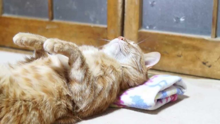 Che bel dormire!