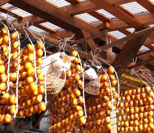 Cachi essiccati e… gatti