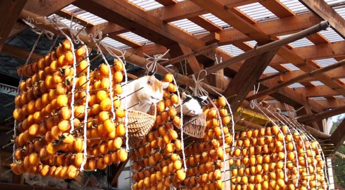 Cachi essiccati e… gatti