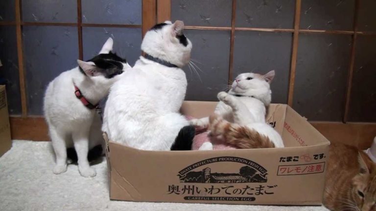 Gatto separa i suoi amici che “discutono”