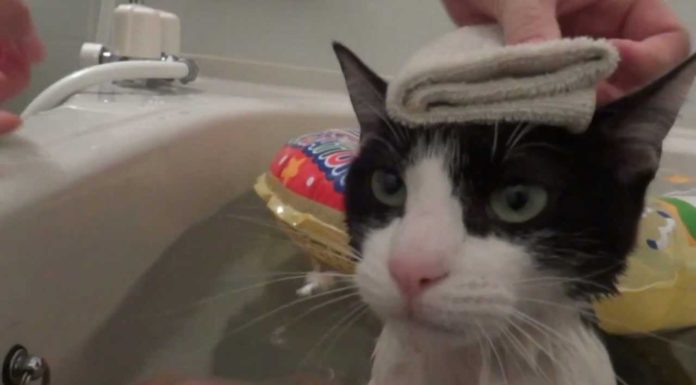 Gattino che fa un bagnetto rilassante