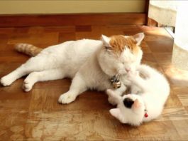 Gattino gioca con la coda