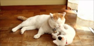 Gattino gioca con la coda