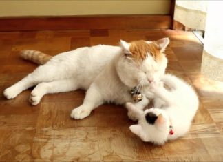 Gattino gioca con la coda