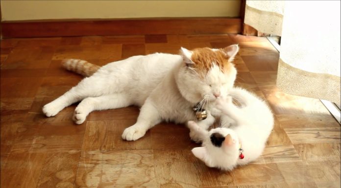 Gattino gioca con la coda della mamma Gattino gioca con la coda