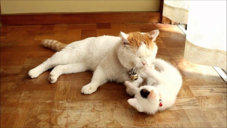 Gattino gioca con la coda