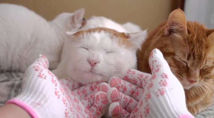 Ci vuole un bel massaggio