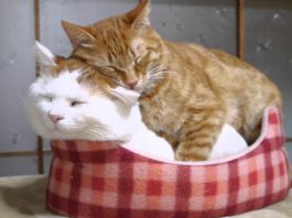 Noi stiamo “vicini vicini”