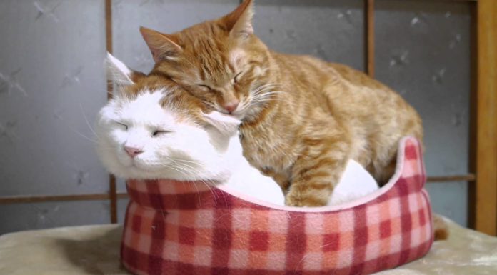 Noi stiamo “vicini vicini”