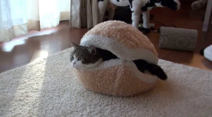 Maru, Hana e il macaron