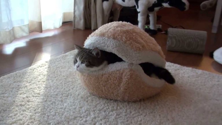 Maru, Hana e il macaron