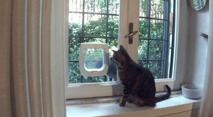 La gattaiola: semplice e con microchip