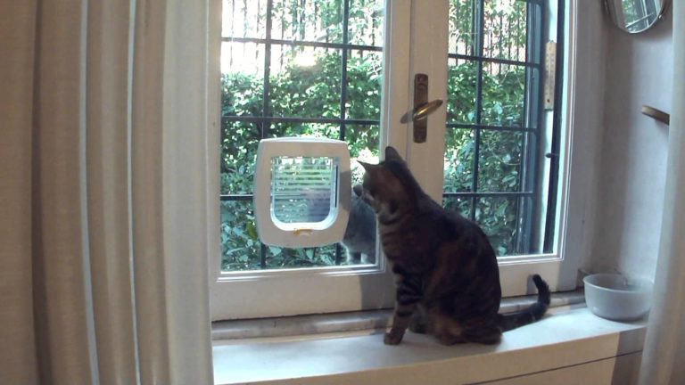 La gattaiola: semplice e con microchip