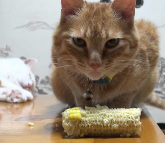 Che buona la pannocchia!