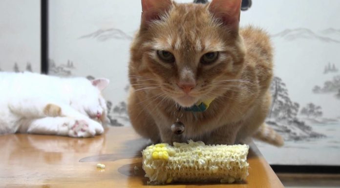 Che buona la pannocchia! Che buona la pannocchia!