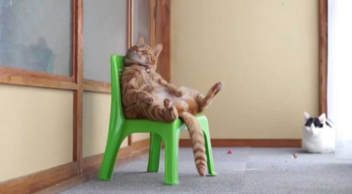 Gatto si riposa sulla sedia