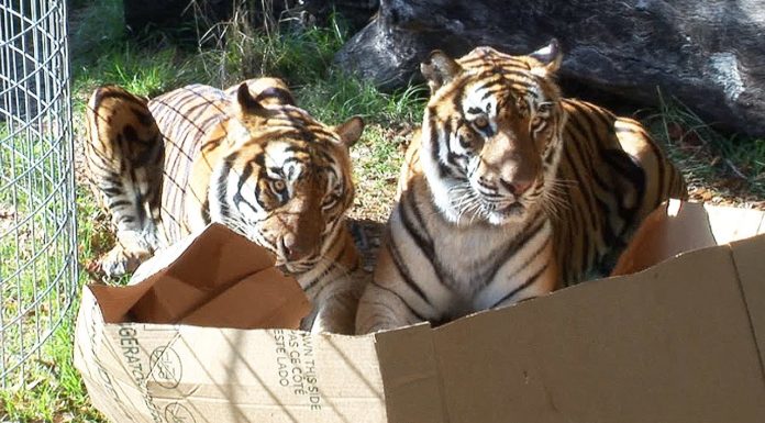 Anche i “gattoni” giocano con le scatole