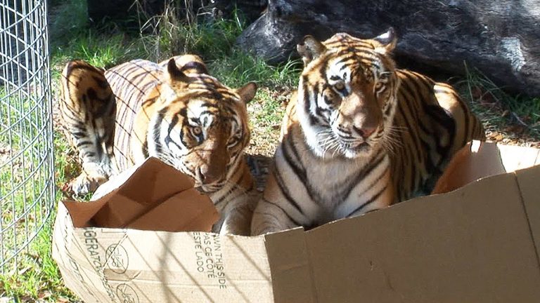 Anche i “gattoni” giocano con le scatole