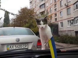 Gatto sull’auto viene sorpreso dal tergicristallo