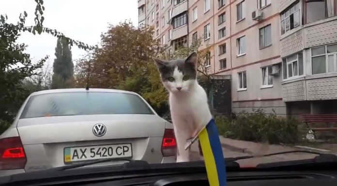 Gatto sull’auto viene sorpreso dal tergicristallo
