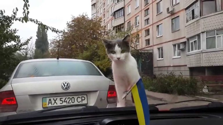 Gatto sull’auto viene sorpreso dal tergicristallo