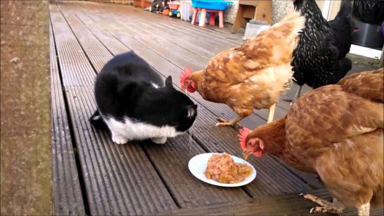 Galline rubano la pappa al gatto