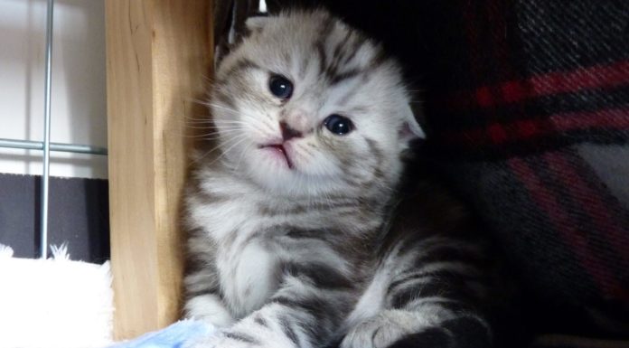 Mamma gatta insegna i primi passi ai propri cuccioli