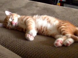 Marmalade dorme beato