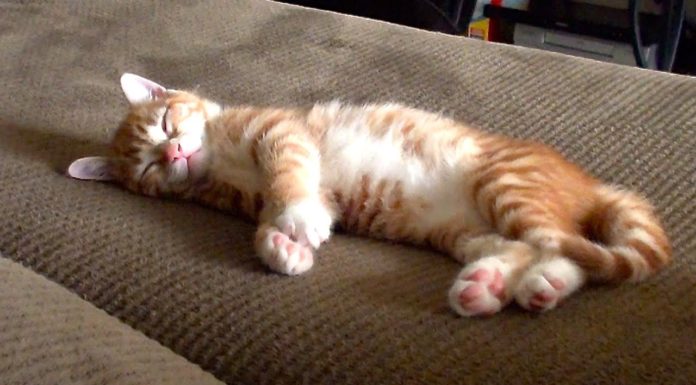 Marmalade dorme beato