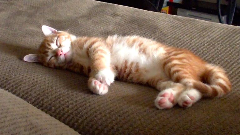 Marmalade dorme beato