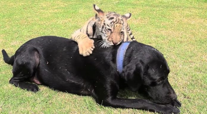 Cucciolo di tigre adottato da un Labrador