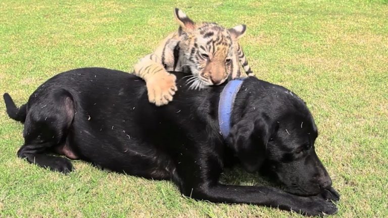 Cucciolo di tigre adottato da un Labrador
