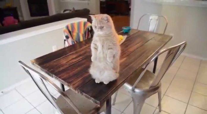 Gatto prepara uno scherzo al cane