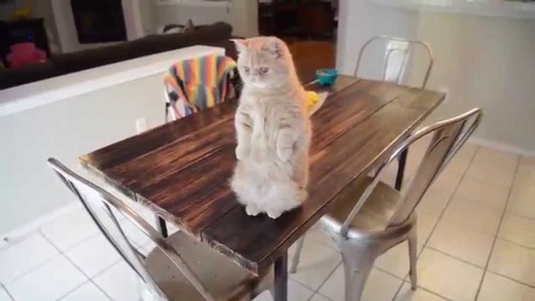 Gatto prepara uno scherzo al cane